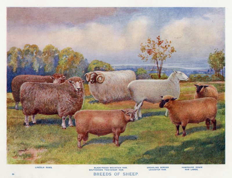 Saueraser (farge litho) av English School