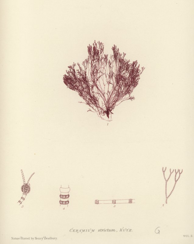 British Sea-Weed (naturtrykt) av English School