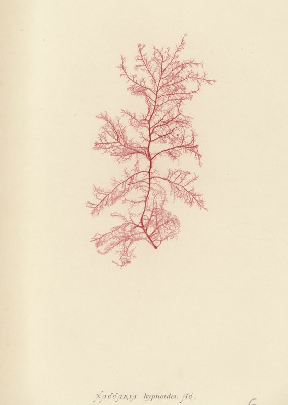British Sea-Weed (naturtrykt) av English School