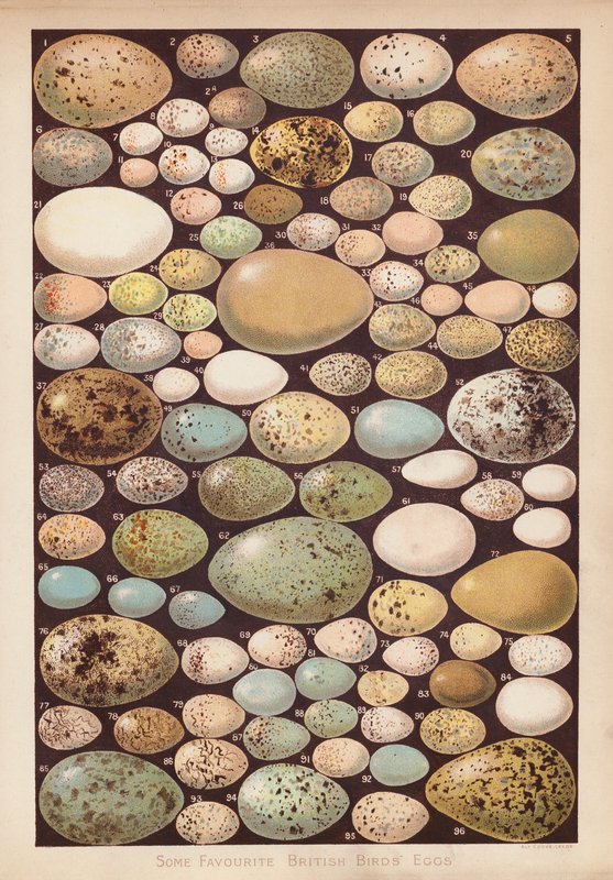 Britiske fugleegg (chromolitho) av English School