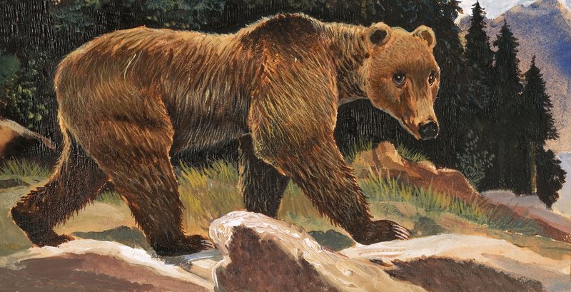 Brunbjørn (Kodiak Bear) av English School