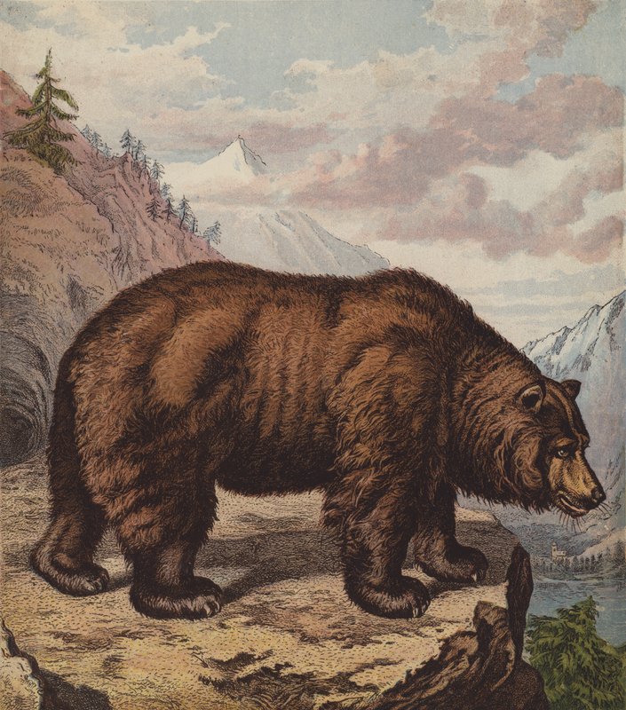 Brunbjørn (farge litho) av English School