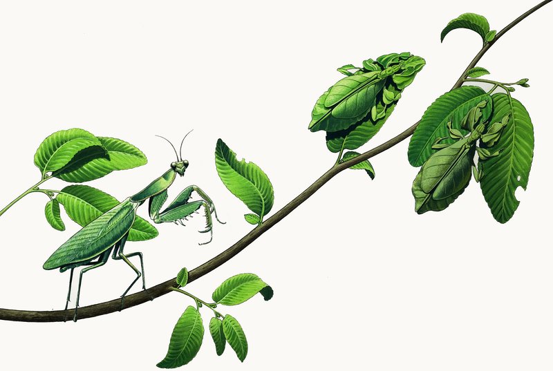Bugs i forkledning av English School