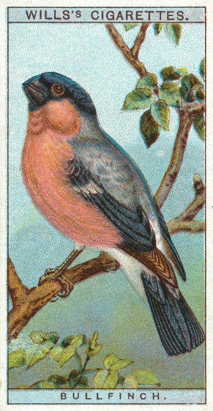 Bullfinch av English School