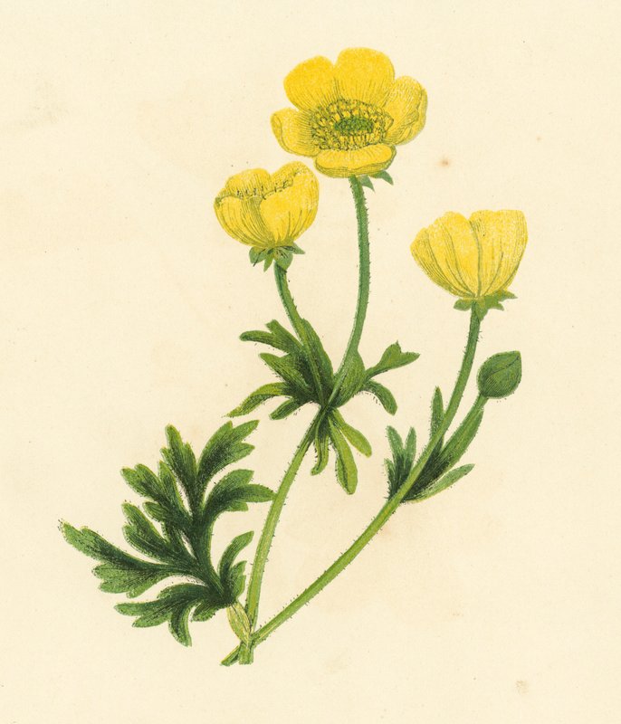 Smørblomst, Ranunculus Bulbosus (farge litho) av English School
