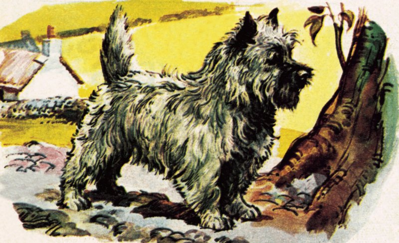 Cairn Terrier av English School