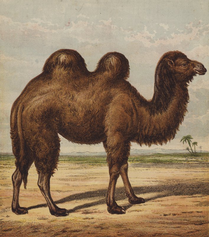 Kamel (farge litho) av English School