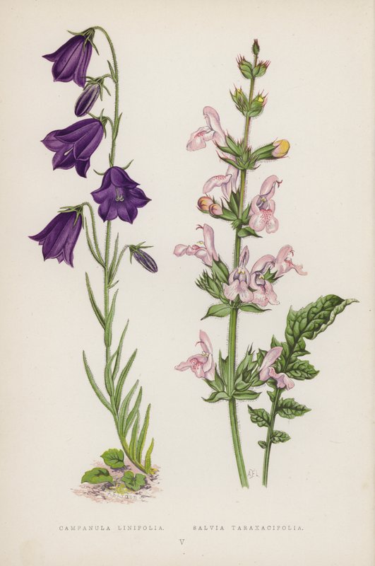 Campanula Linifolia; Salvia Taraxacifolia (farge litho) av English School