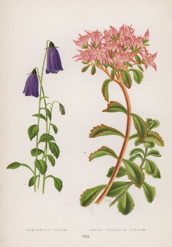 Bell kylling; Sedum Pallidum Roseum (farge litho) av English School