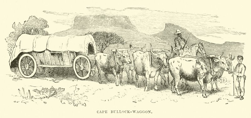 Cape Bullock-vogn av English School