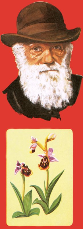 Charles Darwin av English School
