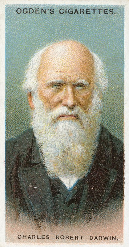 Charles Robert Darwin av English School