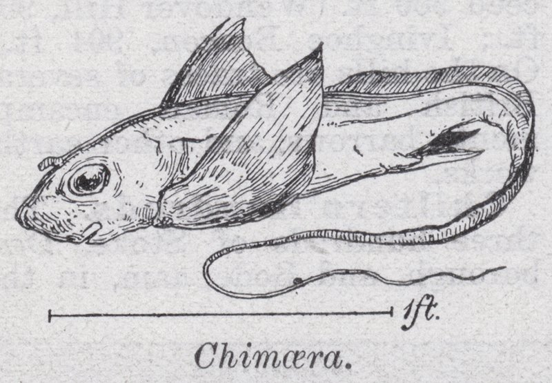 Chimaera (medlemmer) av English School