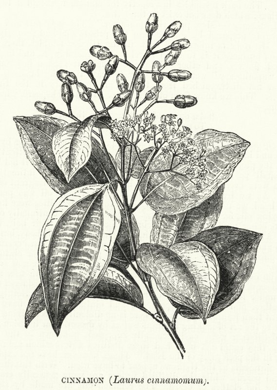 Kanel, Laurus cinnamomum (gravering) av English School