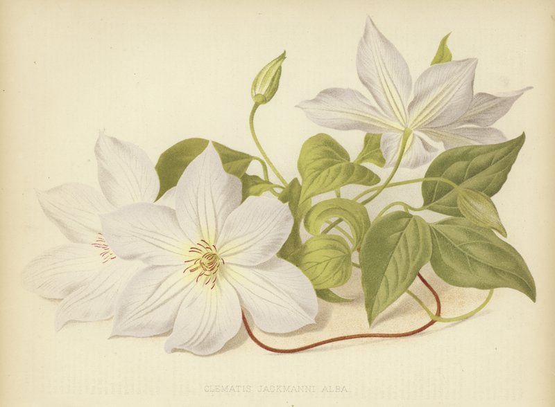 Klematis Jackmanii Alba av English School