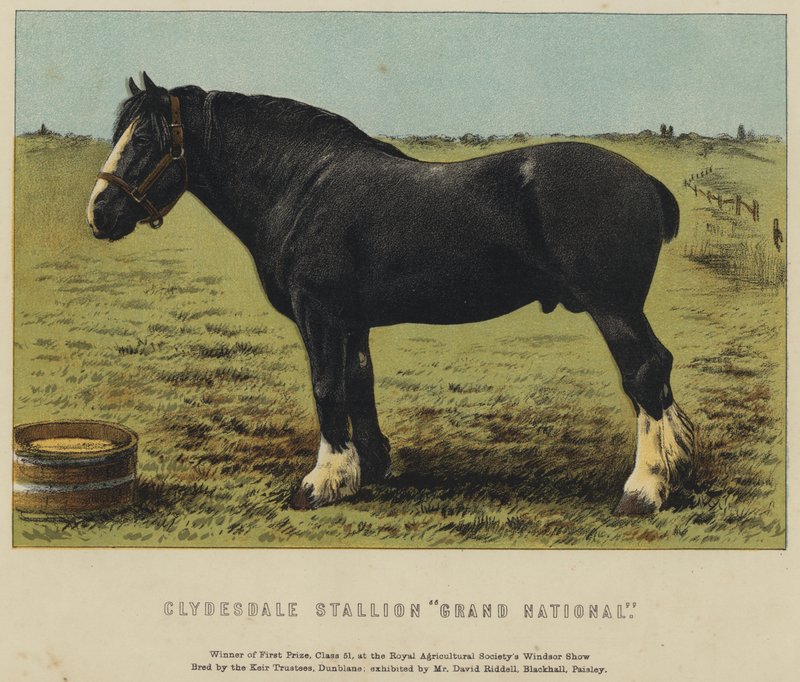 Clydesdale Stallion "Grand National" (farge litho) av English School