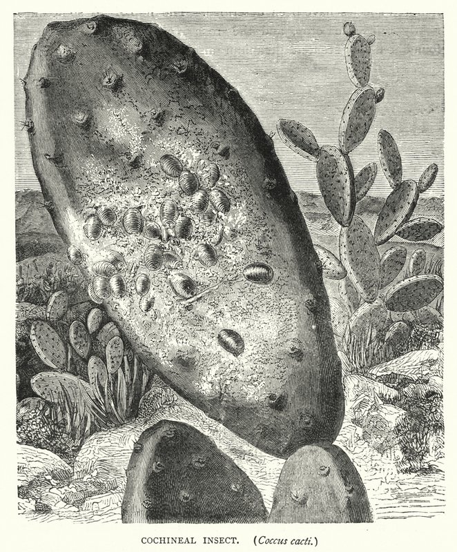 Cochenilleinsekt, Coccus kaktuser (gravering) av English School