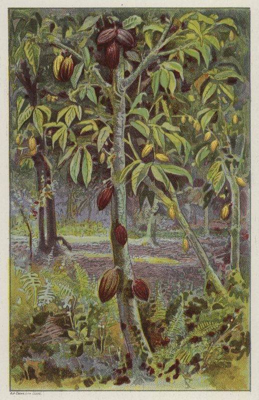 Kakaoplantasje, Trinidad (chromolitho) av English School