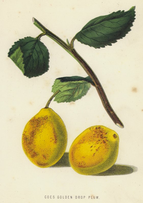 Gylden dråpe plommestengel (chromolitho) av English School