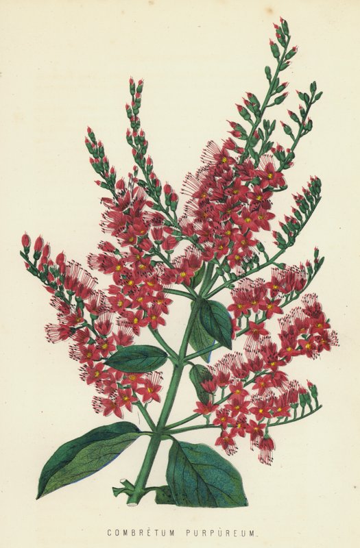 Combretum Purpureum av English School