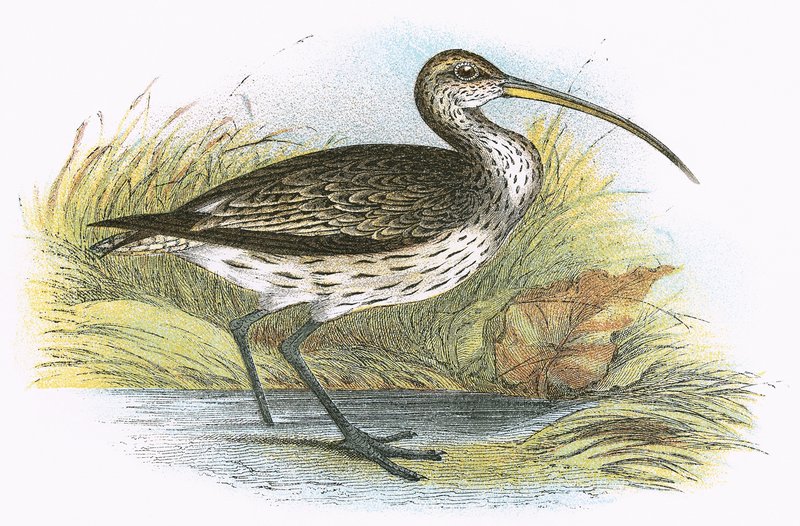 Vanlig curlew av English School