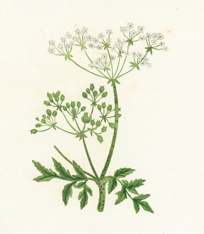 Vanlig hemlock, Conium Maculatum av English School