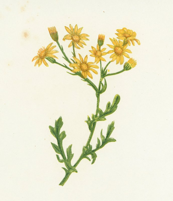 Vanlig rappørt, Senecio Jacobaea av English School