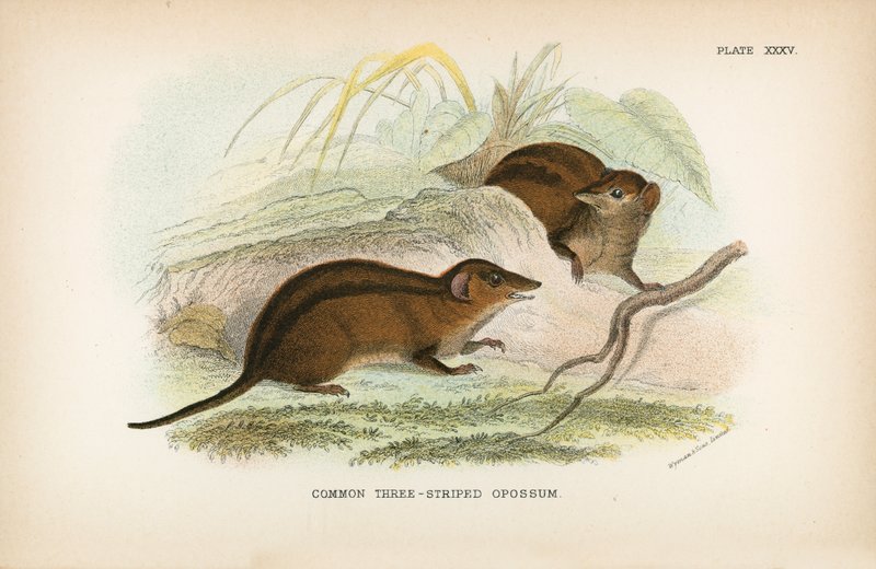 Vanlig Tre-Stripet Opossum av English School