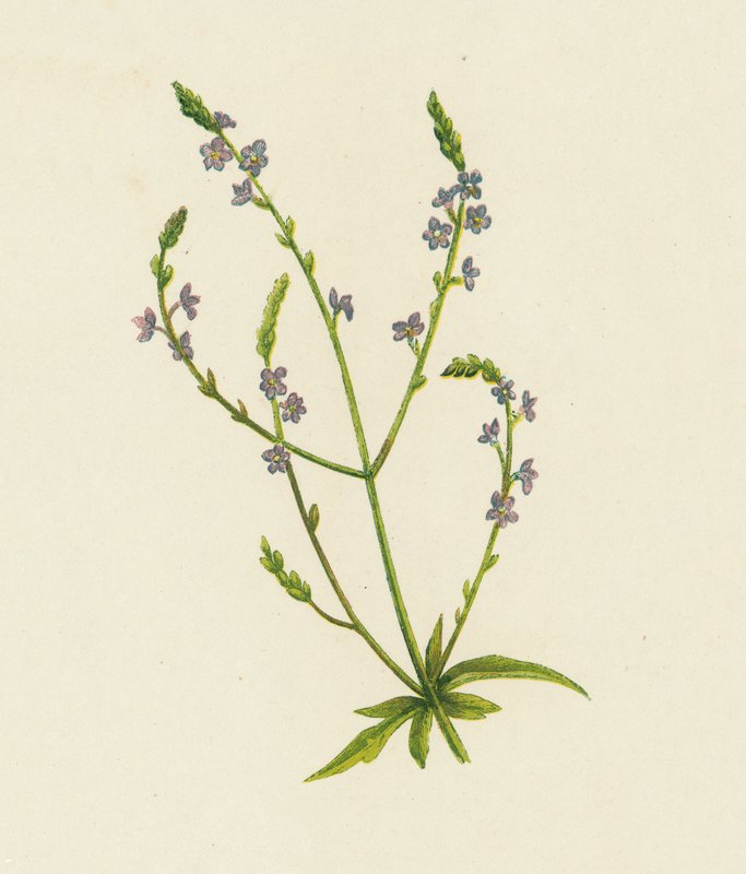 Vanlig vervain, Verbena Officinalis (farge litho) av English School