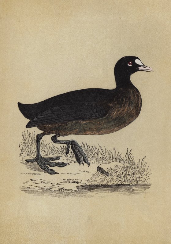 sohne (farge litho) av English School