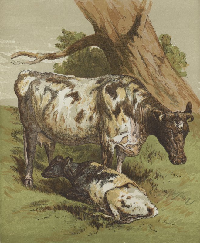 Ku og kalv (farge litho) av English School