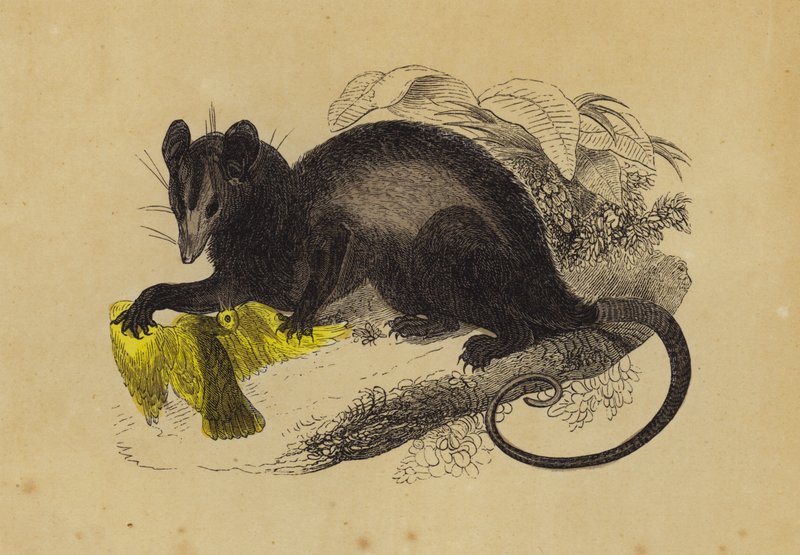 Krabbespisende opossum (farge litho) av English School