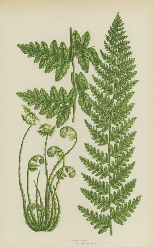 Crested Fern (farge litho) av English School