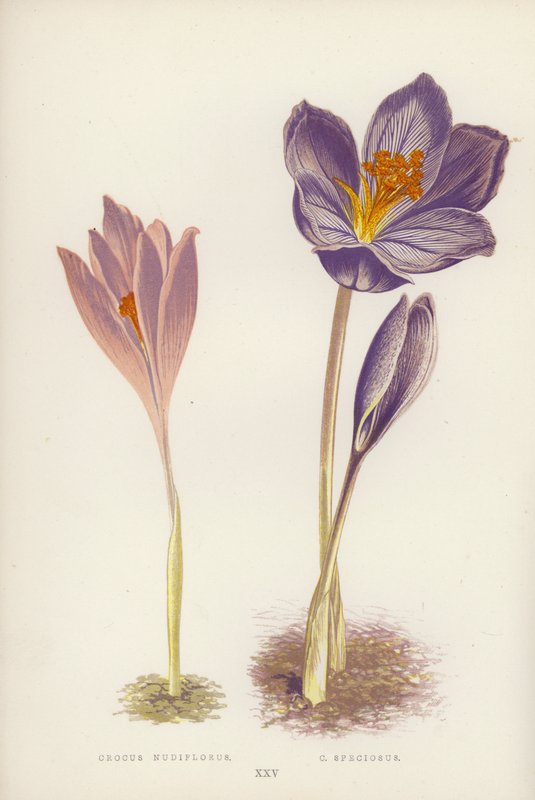 Krokus Nudiflorus; C Speciosus (farge litho) av English School