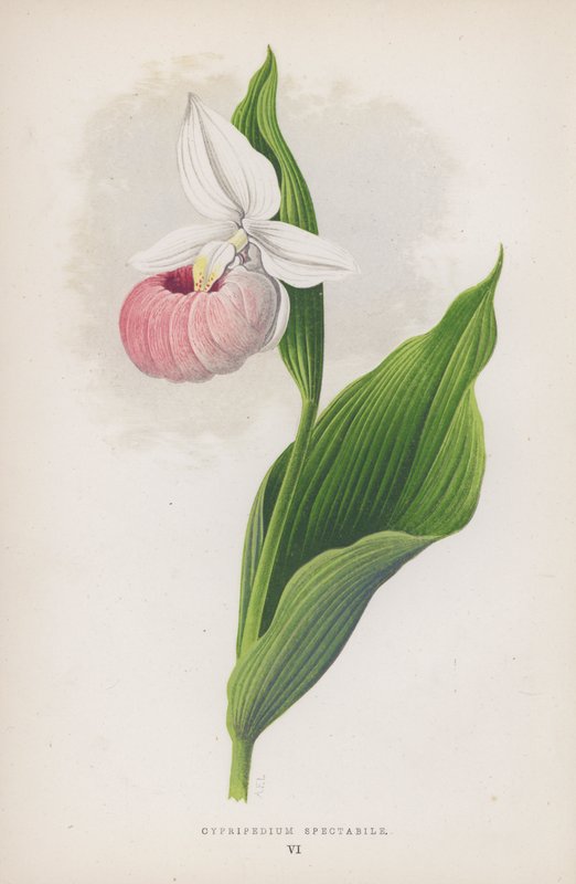 Cypripedium Spectabile (farge litho) av English School