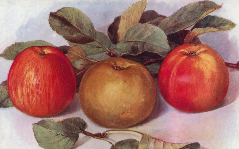 Dessertepler (farge litho) av English School
