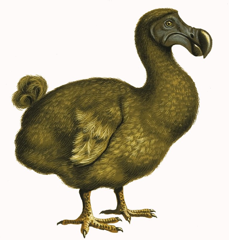Dodo av English School