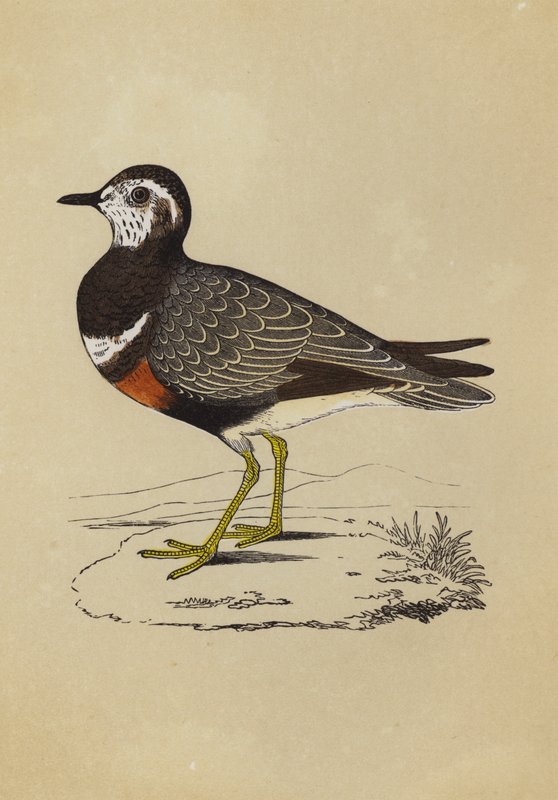 Dotterel (farge litho) av English School