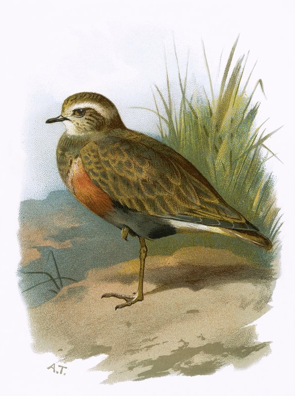 Dotterel av English School