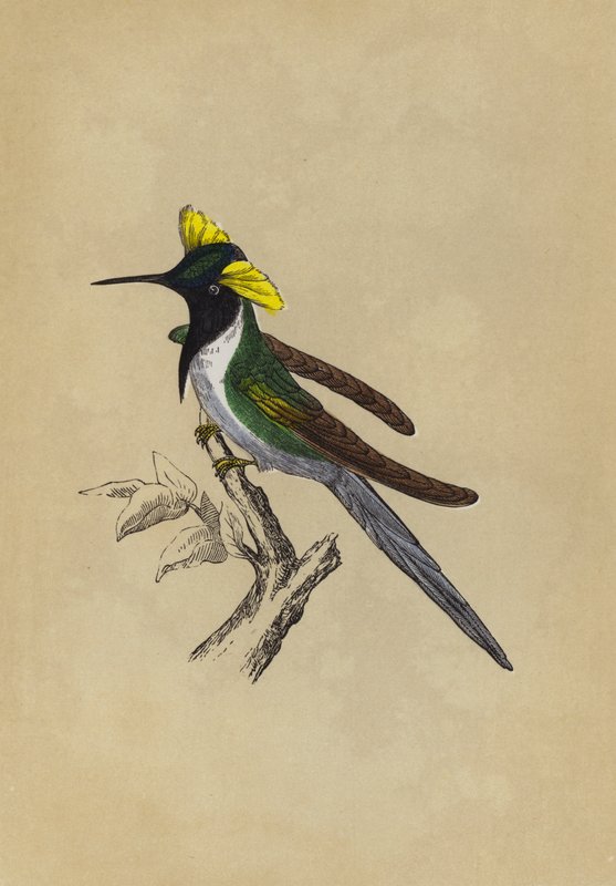 Dobbel-kummet kolibri (farge litho) av English School