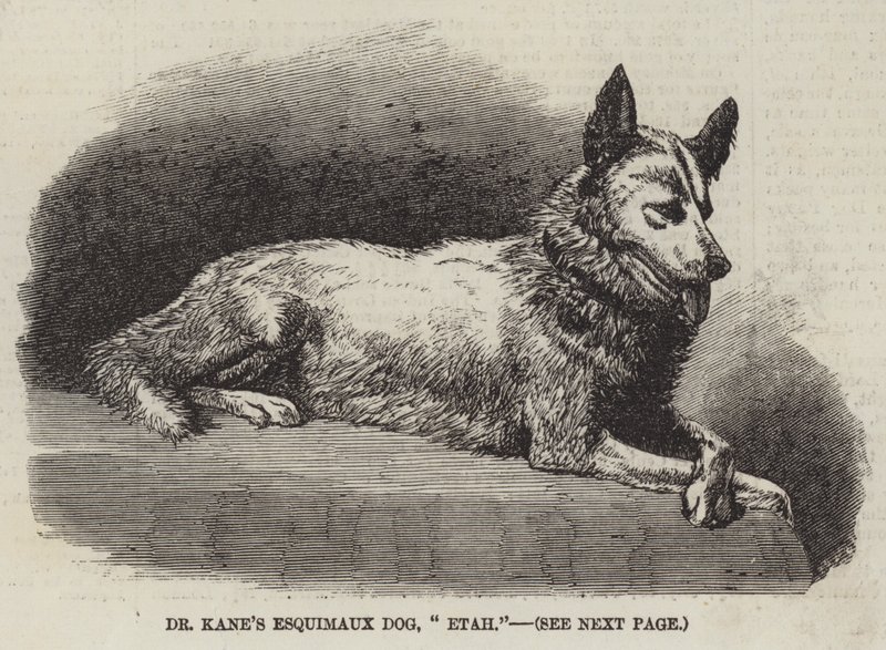 Dr. Kanes eskimohund, "Etah" (gravering) av English School