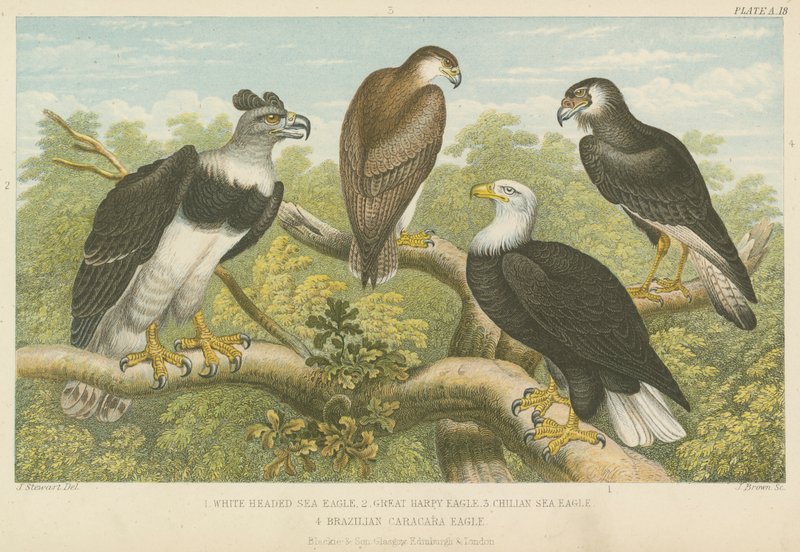 Eagles (farget gravering) av English School