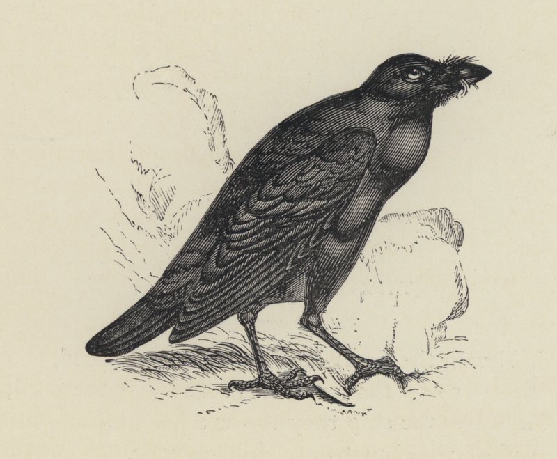 Edgar Allen Poe, The Raven (gravering) av English School