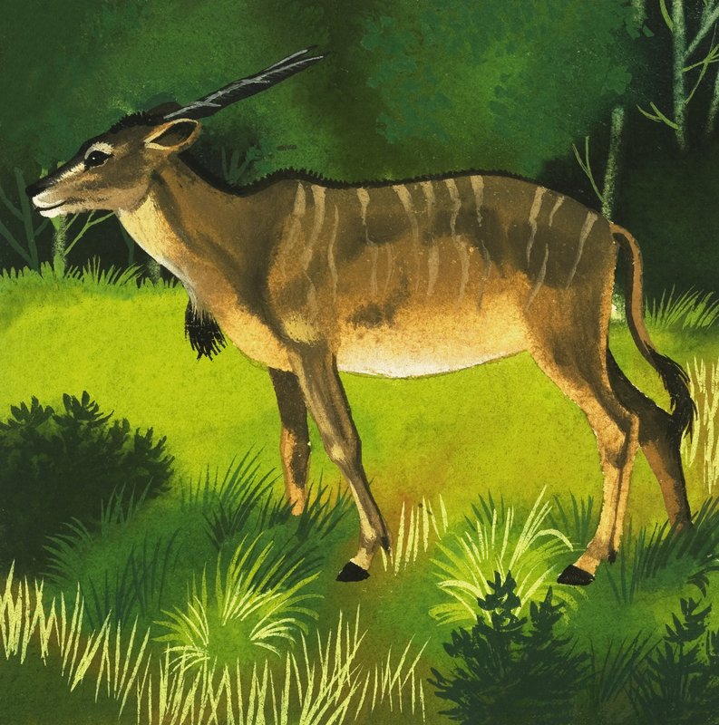Eland antilope av English School