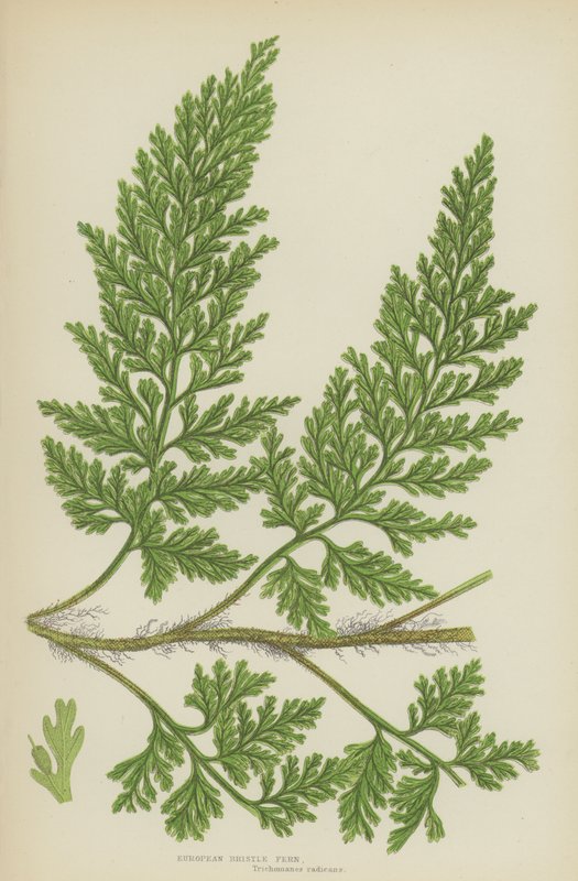 European Bristle Fern (farge litho) av English School