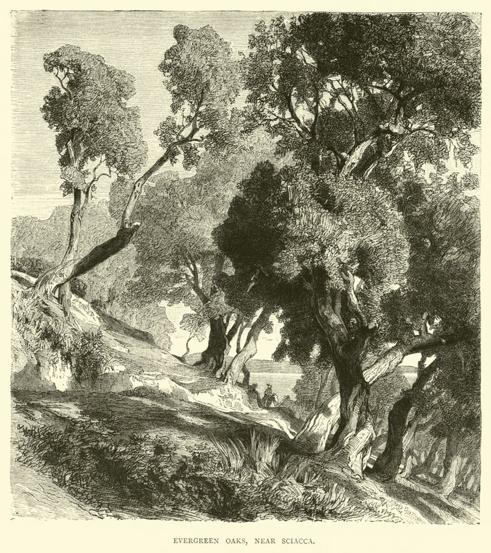 Evergreen Oaks, nær Sciacca av English School