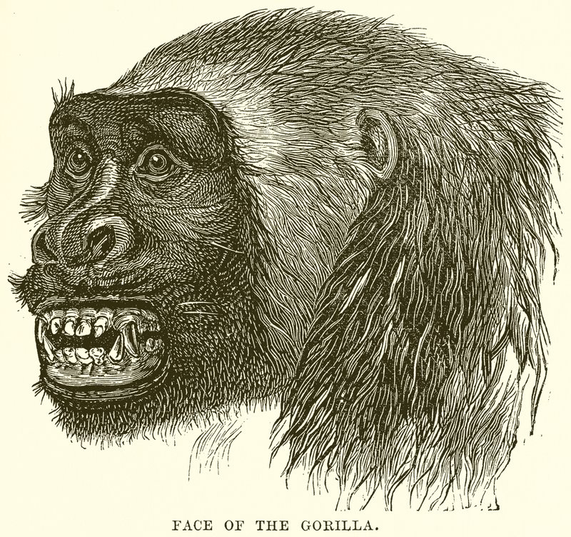 Gorillaens ansikt av English School