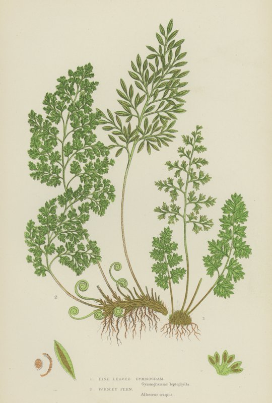 Fine Leaved Gymnogram, Persillebregne (farge litho) av English School