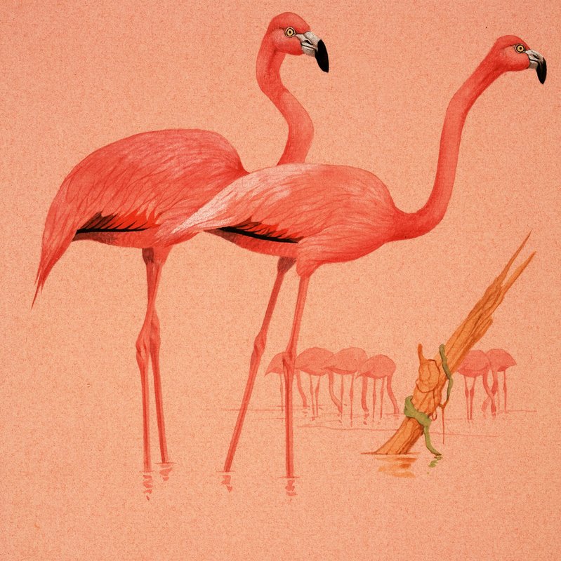 Flamingoer av English School