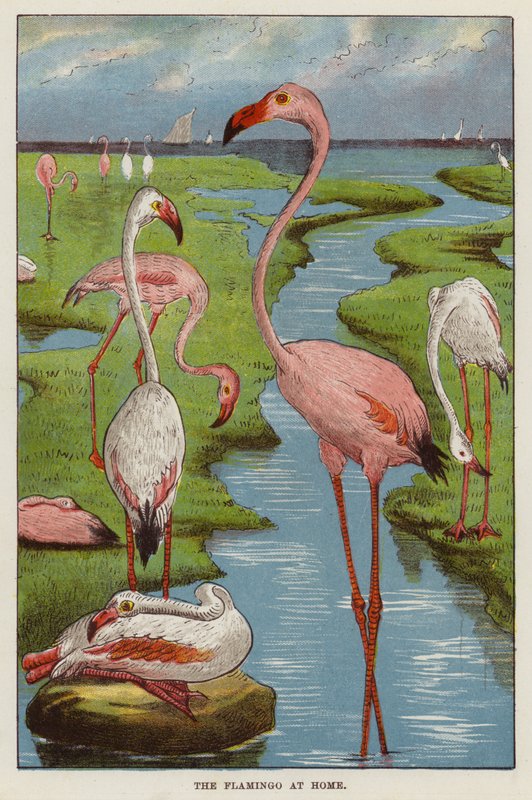 Flamingo (kromolitt) av English School